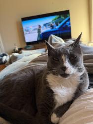 Found/Stray Female Cat last seen Munich st between Brazil and Excelsior, San Francisco, CA 94112