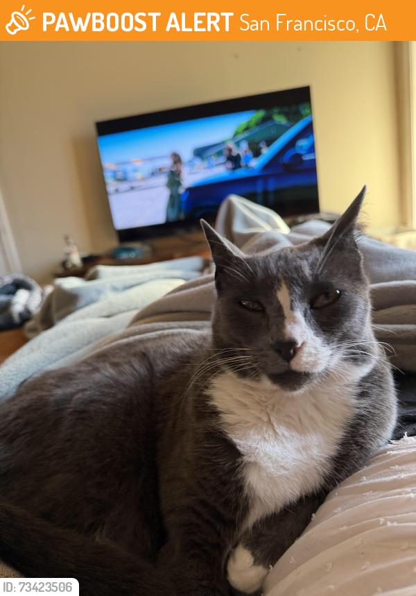 Found/Stray Female Cat last seen Munich st between Brazil and Excelsior, San Francisco, CA 94112