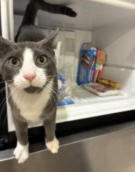 Lost Male Cat last seen Near s 6400 w west valley city Utah 84128, West Valley City, UT 84120