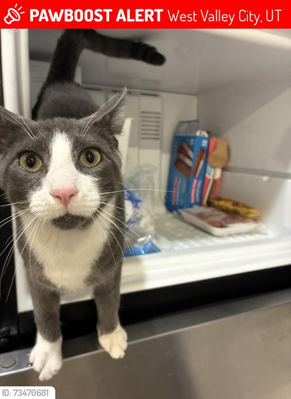 Lost Male Cat last seen Near s 6400 w west valley city Utah 84128, West Valley City, UT 84120