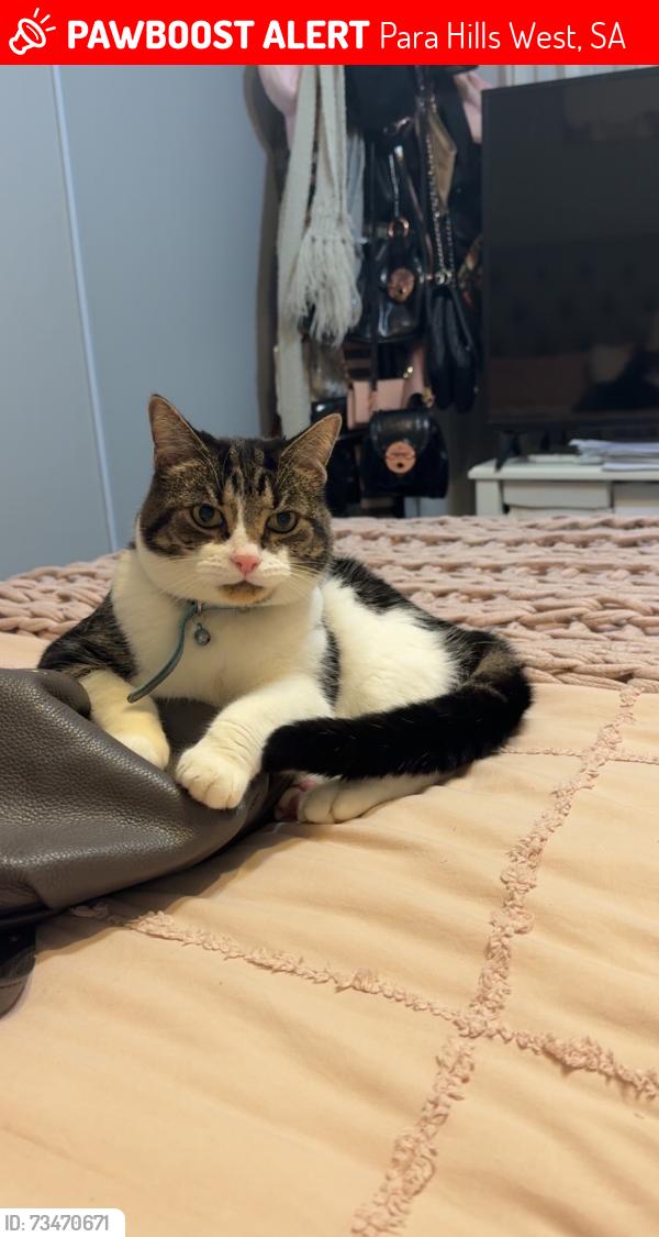 Lost Male Cat last seen Para hills west, Para Hills West, SA 5096