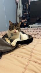 Lost Male Cat last seen Para hills west, Para Hills West, SA 5096