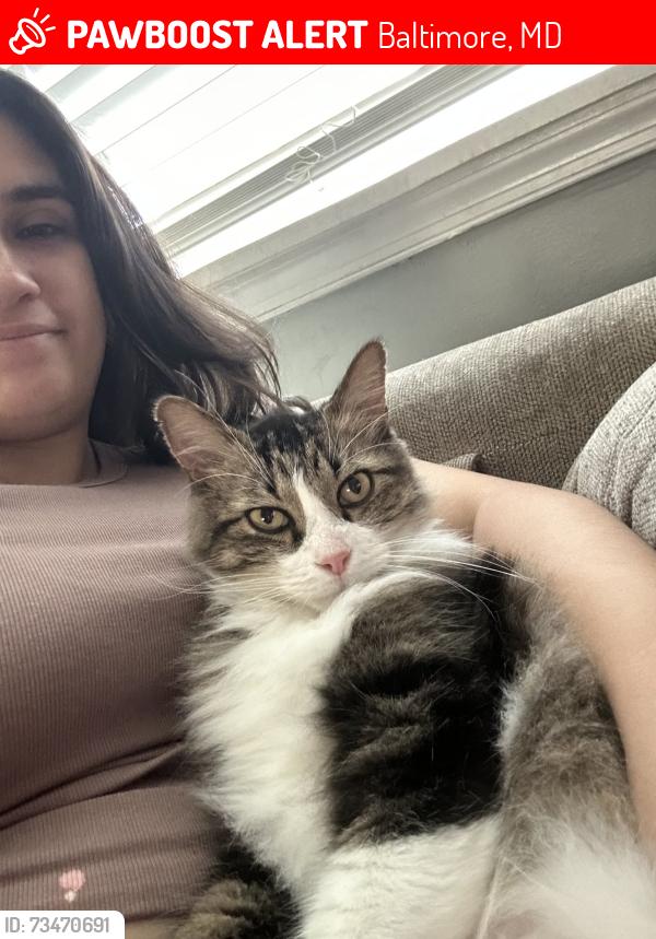 Lost Male Cat last seen Near block of Doris Avenue, Baltimore, MD 21225