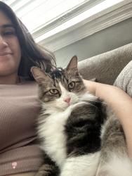 Lost Male Cat last seen Near block of Doris Avenue, Baltimore, MD 21225