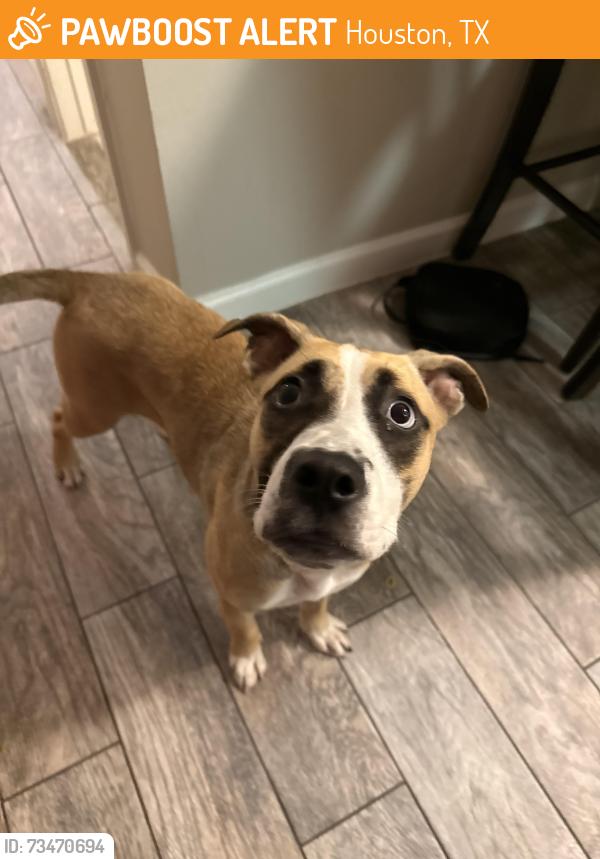 Found/Stray Female Dog last seen A.B. FREEMAN Elementary School, Houston, TX 77034