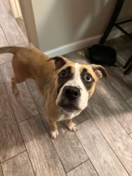Found/Stray Female Dog last seen A.B. FREEMAN Elementary School, Houston, TX 77034