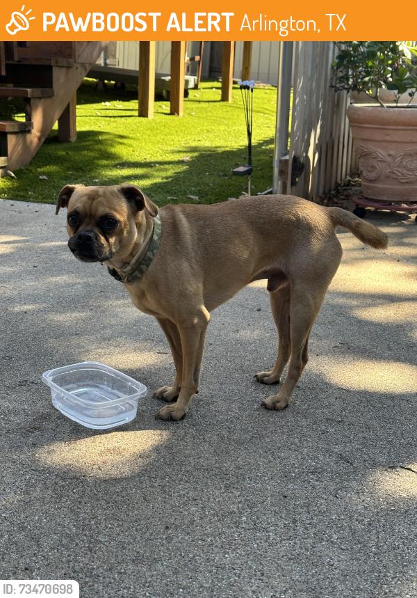 Found/Stray Male Dog last seen Bowen and Wesley, Arlington, TX 76012