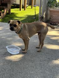 Found/Stray Male Dog last seen Bowen and Wesley, Arlington, TX 76012