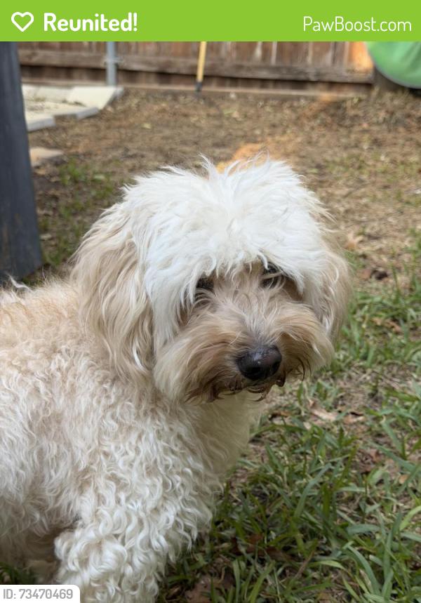Reunited Male Dog last seen Marwick and Woodburn Corners, Plano, TX 75075
