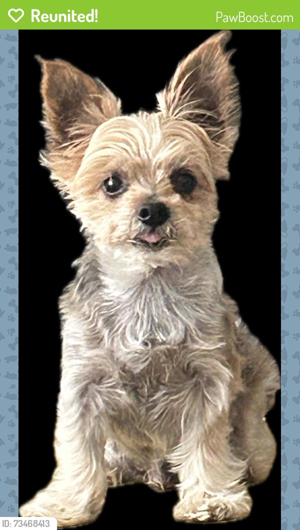 Reunited Male Dog last seen W Harpeth Rd, Franklin, TN 37064
