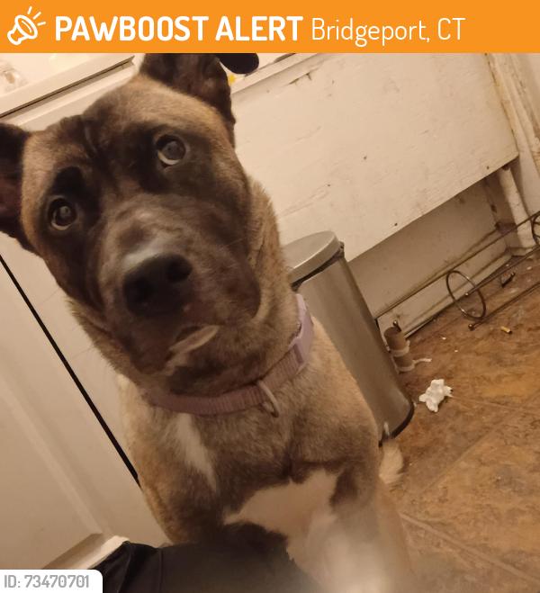 Found/Stray Female Dog last seen Pequonnock st and vine st, Bridgeport, CT 06604