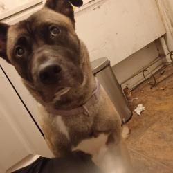 Found/Stray Female Dog last seen Pequonnock st and vine st, Bridgeport, CT 06604