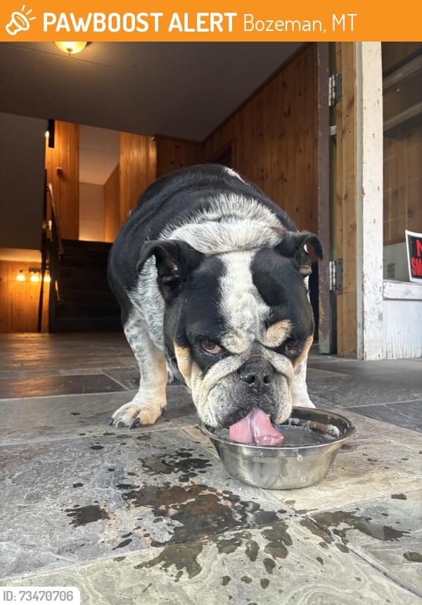 Found/Stray Female Dog last seen Irving school, Bozeman, MT 59715