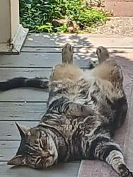Lost Female Cat last seen Fair St, Warwick, RI 02888