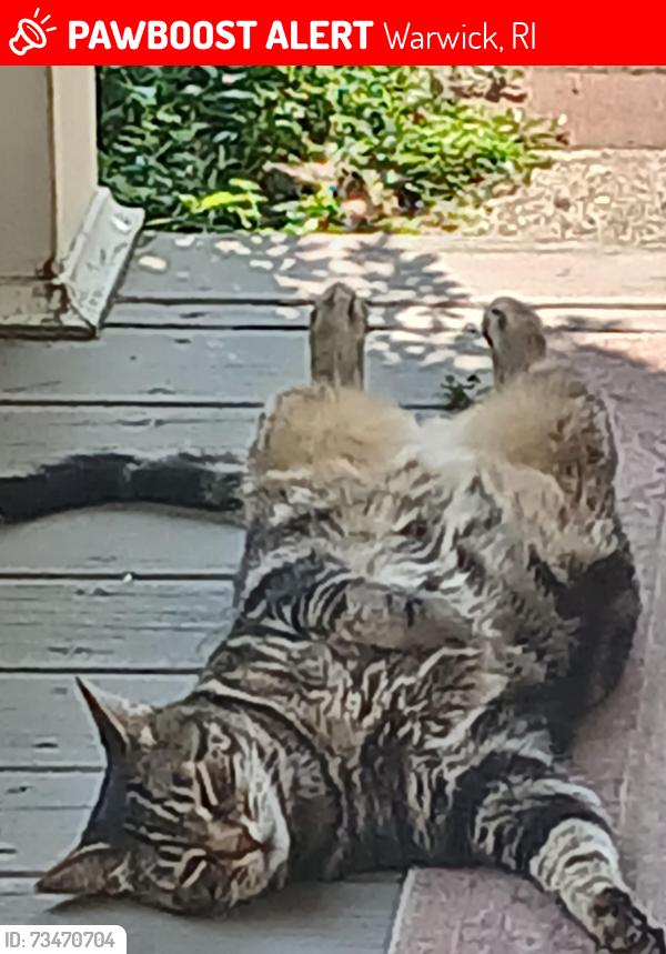 Lost Female Cat last seen Fair St, Warwick, RI 02888