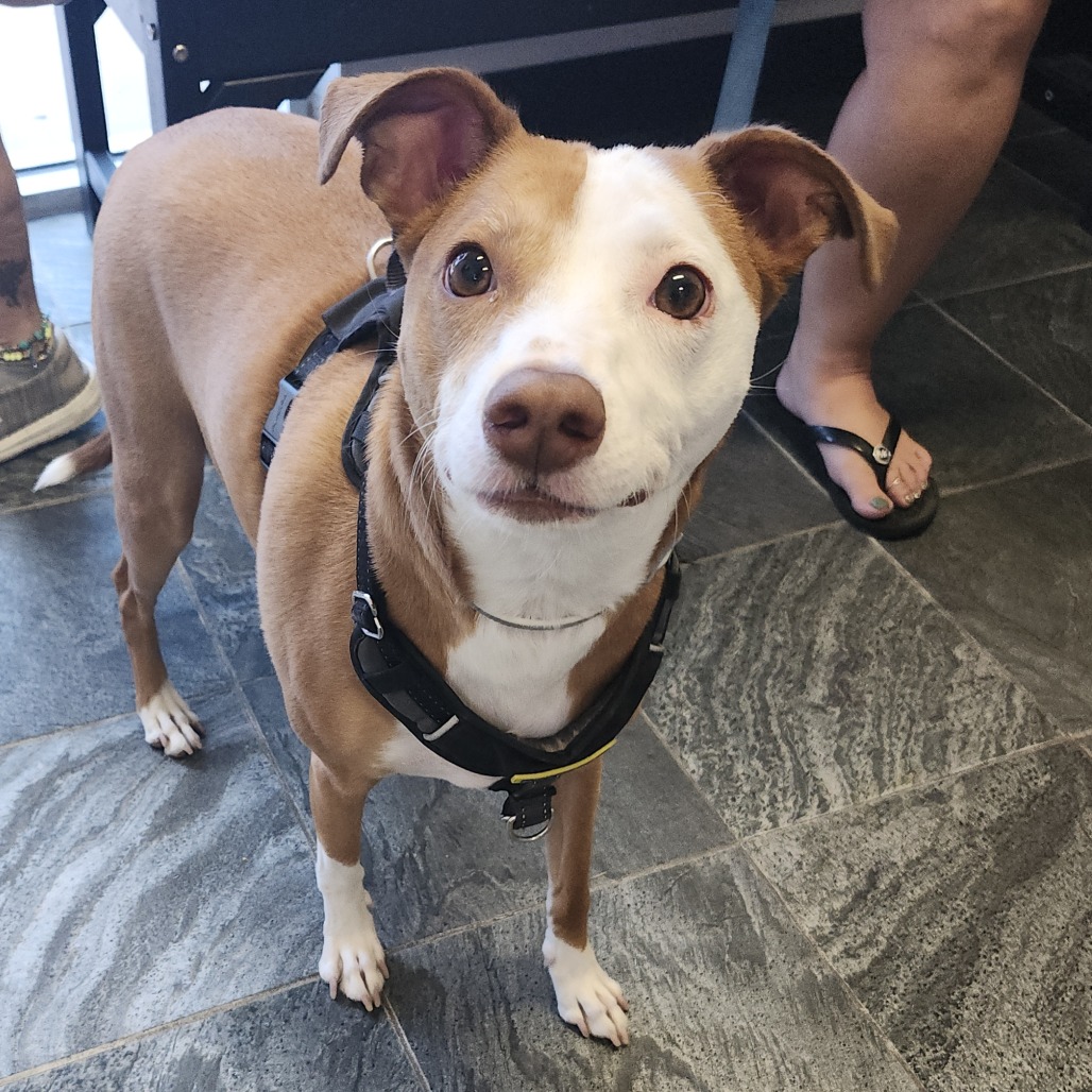 Shelter Stray Male Dog last seen , 3607 N Armenia Ave, Tampa, FL 33607, USA