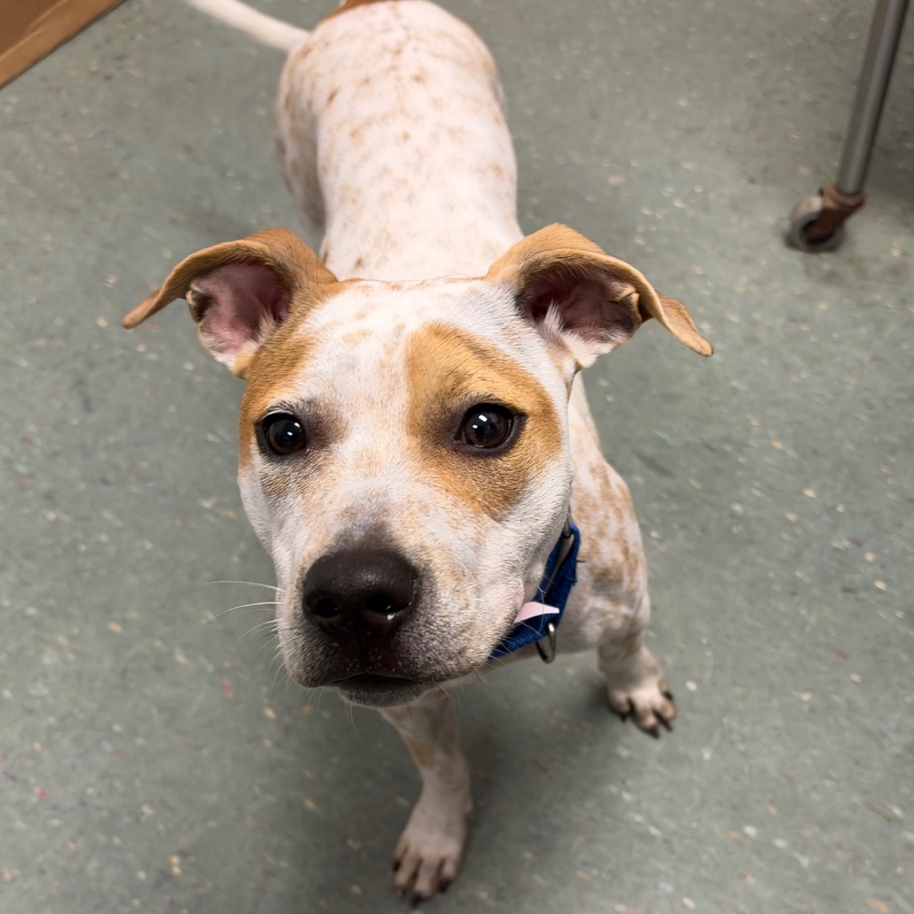 Shelter Stray Female Dog last seen , 3607 N Armenia Ave, Tampa, FL 33607, USA