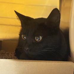 Shelter Stray Female Cat last seen , 124 Evergreen Ave, Newark, NJ 07114, USA