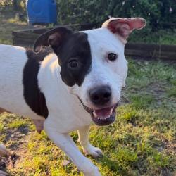 Shelter Stray Female Dog last seen , 3607 N Armenia Ave, Tampa, FL 33607, USA