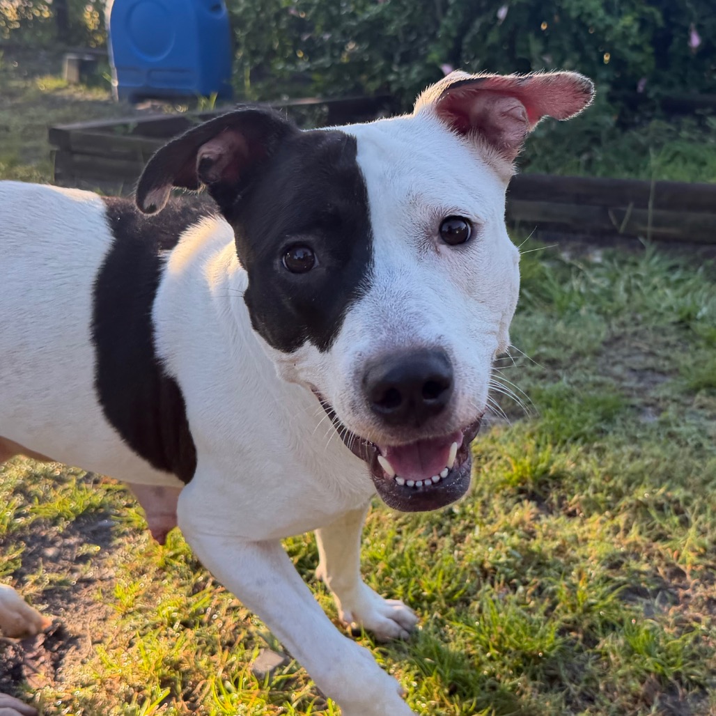 Shelter Stray Female Dog last seen , 3607 N Armenia Ave, Tampa, FL 33607, USA