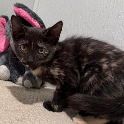 Shelter Stray Female Cat last seen , 3607 N Armenia Ave, Tampa, FL 33607, USA