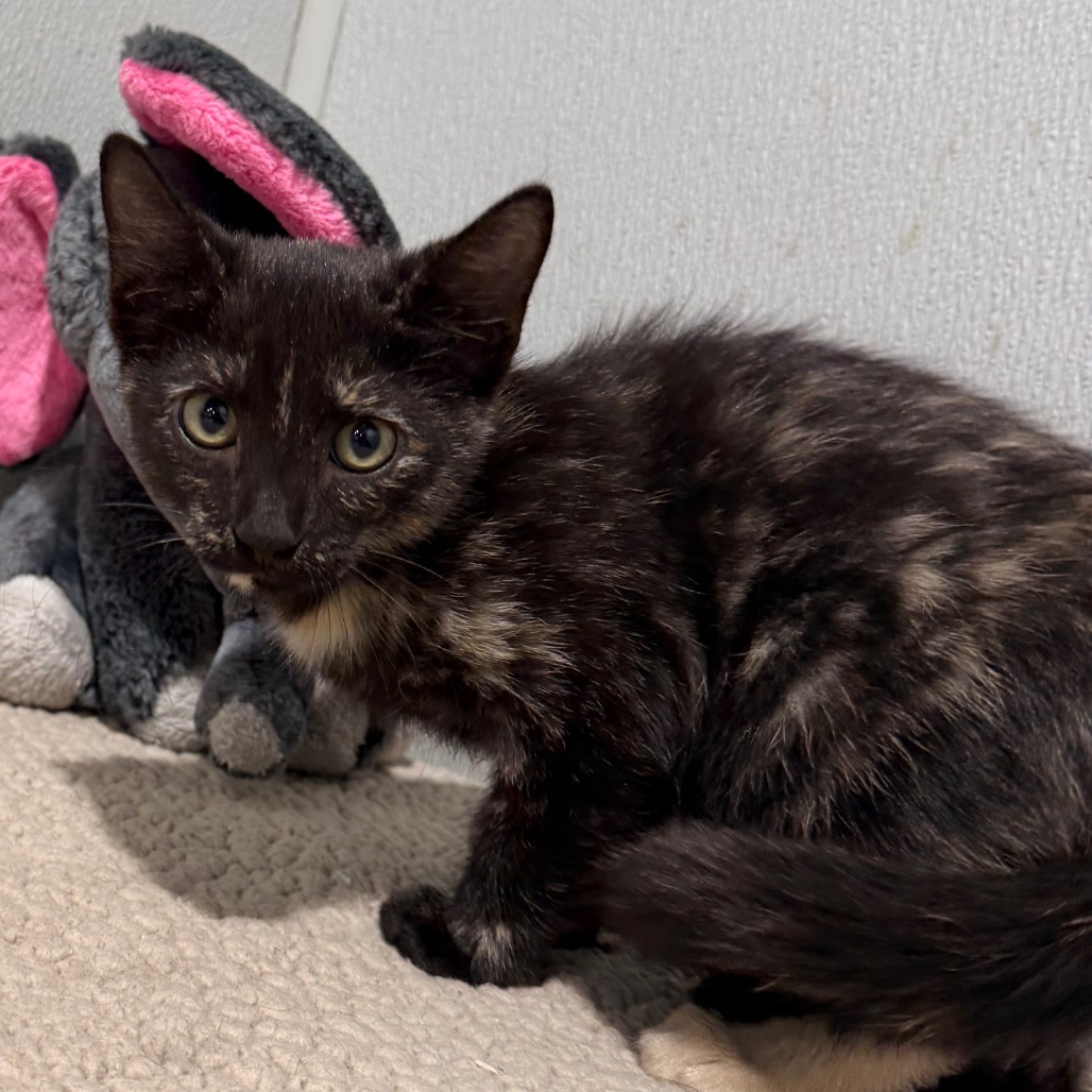 Shelter Stray Female Cat last seen , 3607 N Armenia Ave, Tampa, FL 33607, USA