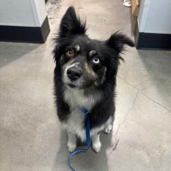 Shelter Stray Female Dog last seen , 3607 N Armenia Ave, Tampa, FL 33607, USA