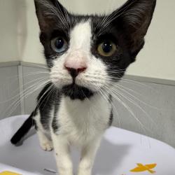 Shelter Stray Female Cat last seen , 3607 N Armenia Ave, Tampa, FL 33607, USA