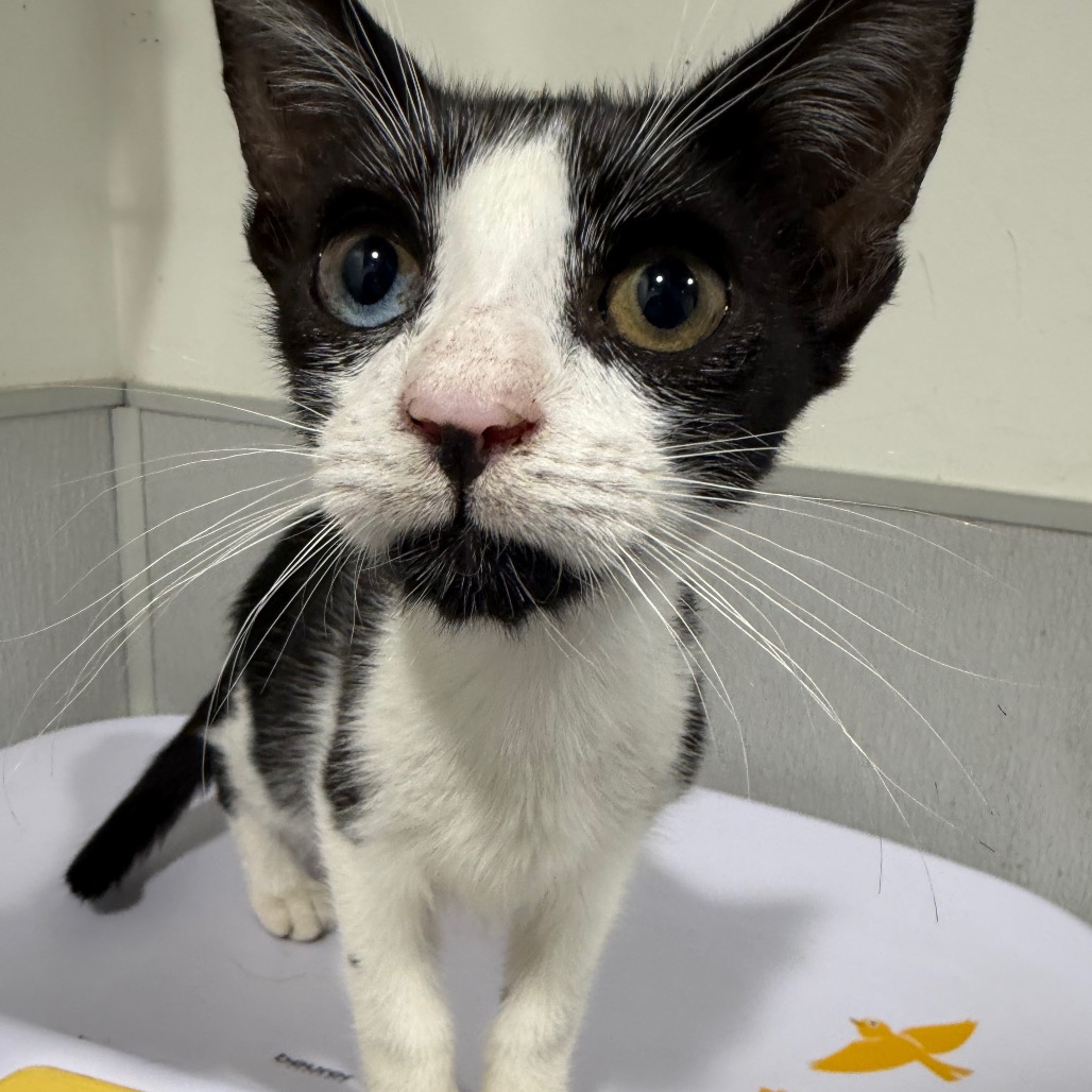 Shelter Stray Female Cat last seen , 3607 N Armenia Ave, Tampa, FL 33607, USA