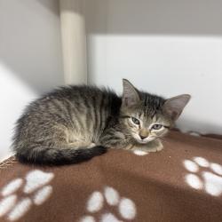 Shelter Stray Male Cat last seen , 3607 N Armenia Ave, Tampa, FL 33607, USA