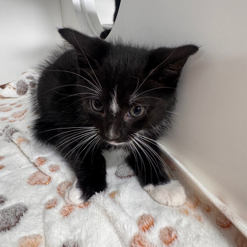 Shelter Stray Male Cat last seen , 3607 N Armenia Ave, Tampa, FL 33607, USA