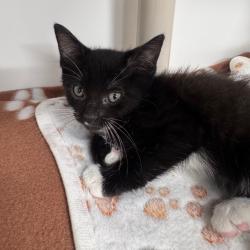 Shelter Stray Female Cat last seen , 3607 N Armenia Ave, Tampa, FL 33607, USA