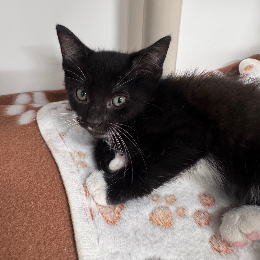 Shelter Stray Female Cat last seen , 3607 N Armenia Ave, Tampa, FL 33607, USA