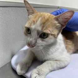 Shelter Stray Female Cat last seen , 3607 N Armenia Ave, Tampa, FL 33607, USA