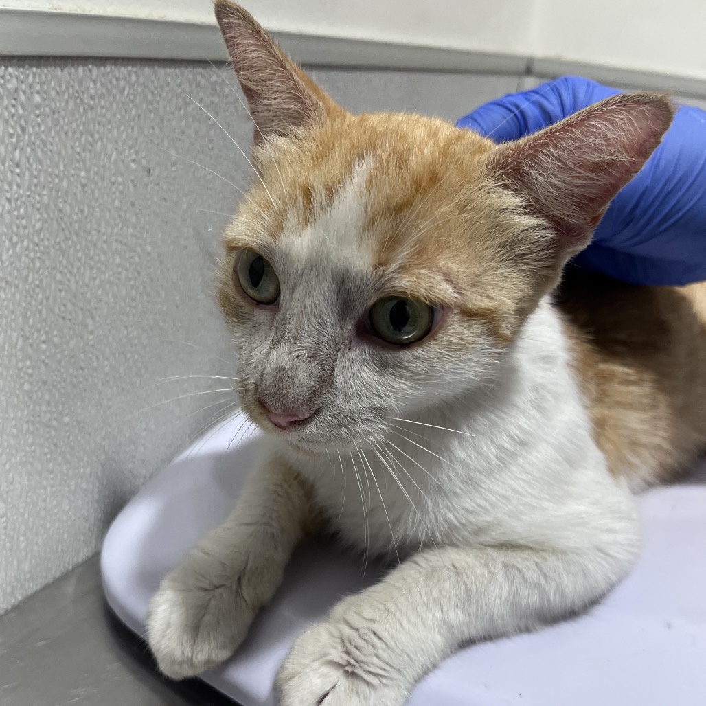 Shelter Stray Female Cat last seen , 3607 N Armenia Ave, Tampa, FL 33607, USA
