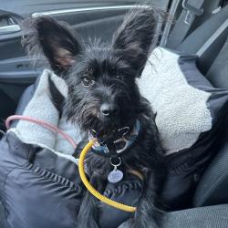 Shelter Stray Female Dog last seen , Animal Care & Control Team of Philly, 111 W Hunting Park Ave, Philadelphia, PA 19140, USA