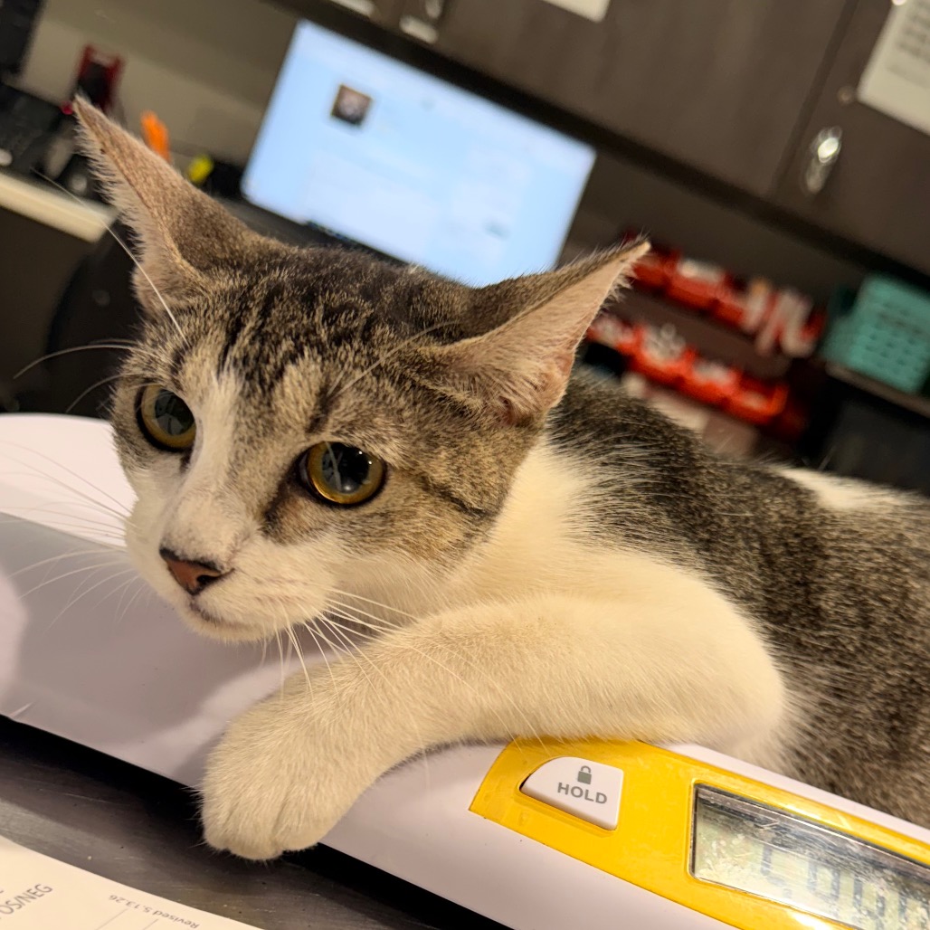 Shelter Stray Female Cat last seen , 3607 N Armenia Ave, Tampa, FL 33607, USA
