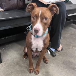 Shelter Stray Male Dog last seen , 3607 N Armenia Ave, Tampa, FL 33607, USA