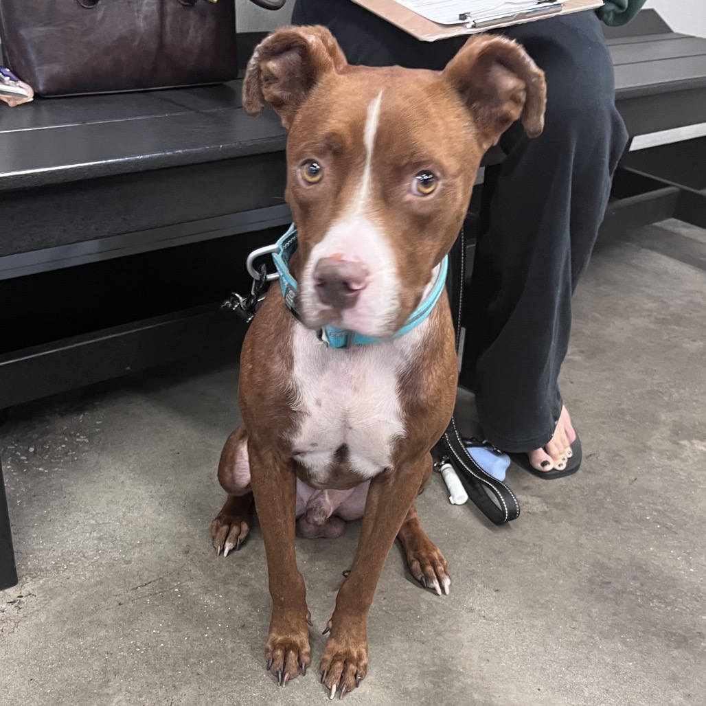 Shelter Stray Male Dog last seen , 3607 N Armenia Ave, Tampa, FL 33607, USA