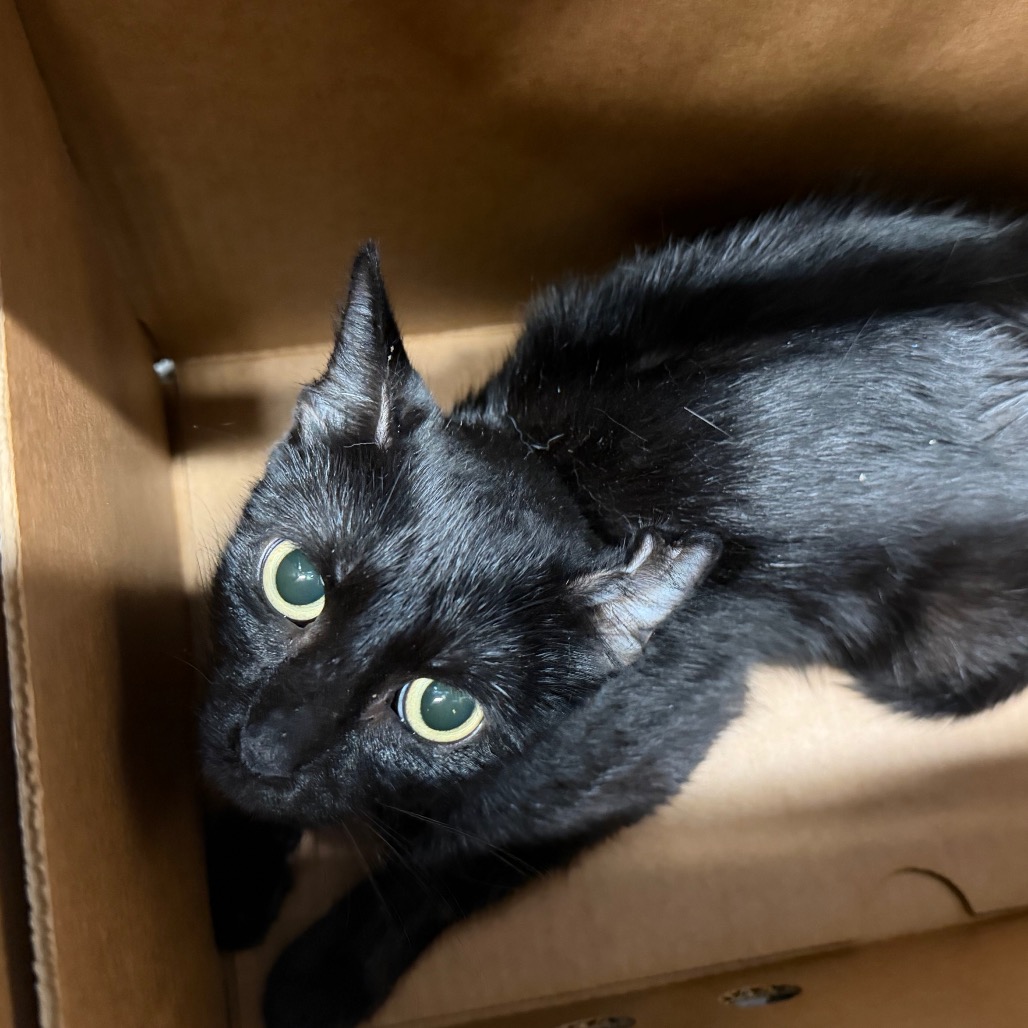 Shelter Stray Female Cat last seen , 3607 N Armenia Ave, Tampa, FL 33607, USA