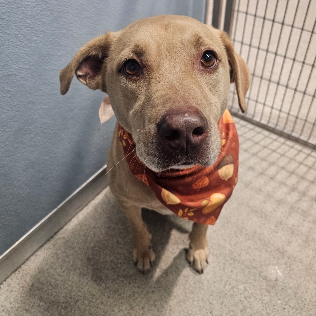 Shelter Stray Male Dog last seen , 3607 N Armenia Ave, Tampa, FL 33607, USA