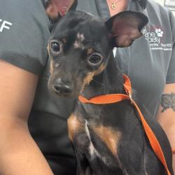 Shelter Stray Male Dog last seen , 3607 N Armenia Ave, Tampa, FL 33607, USA