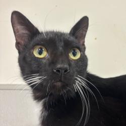 Shelter Stray Male Cat last seen , 3607 N Armenia Ave, Tampa, FL 33607, USA