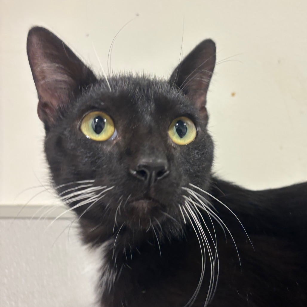 Shelter Stray Male Cat last seen , 3607 N Armenia Ave, Tampa, FL 33607, USA