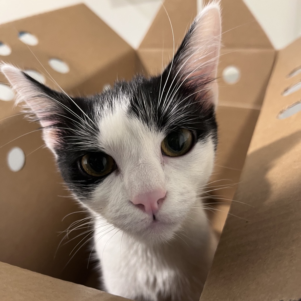 Shelter Stray Female Cat last seen , 3607 N Armenia Ave, Tampa, FL 33607, USA