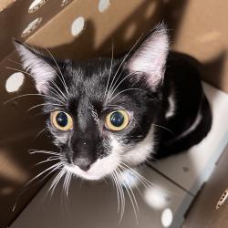Shelter Stray Male Cat last seen , 3607 N Armenia Ave, Tampa, FL 33607, USA