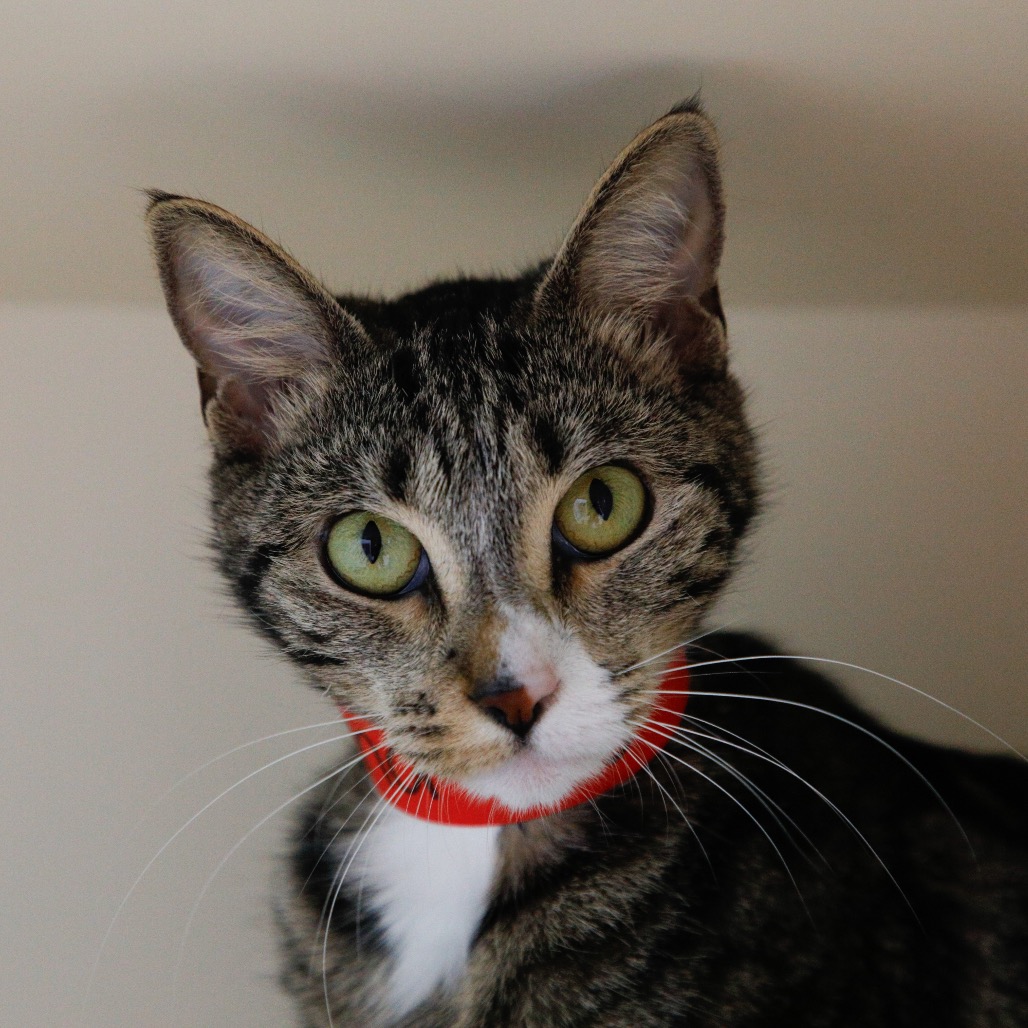 Shelter Stray Female Cat last seen , 3607 N Armenia Ave, Tampa, FL 33607, USA