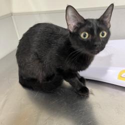 Shelter Stray Female Cat last seen , 3607 N Armenia Ave, Tampa, FL 33607, USA