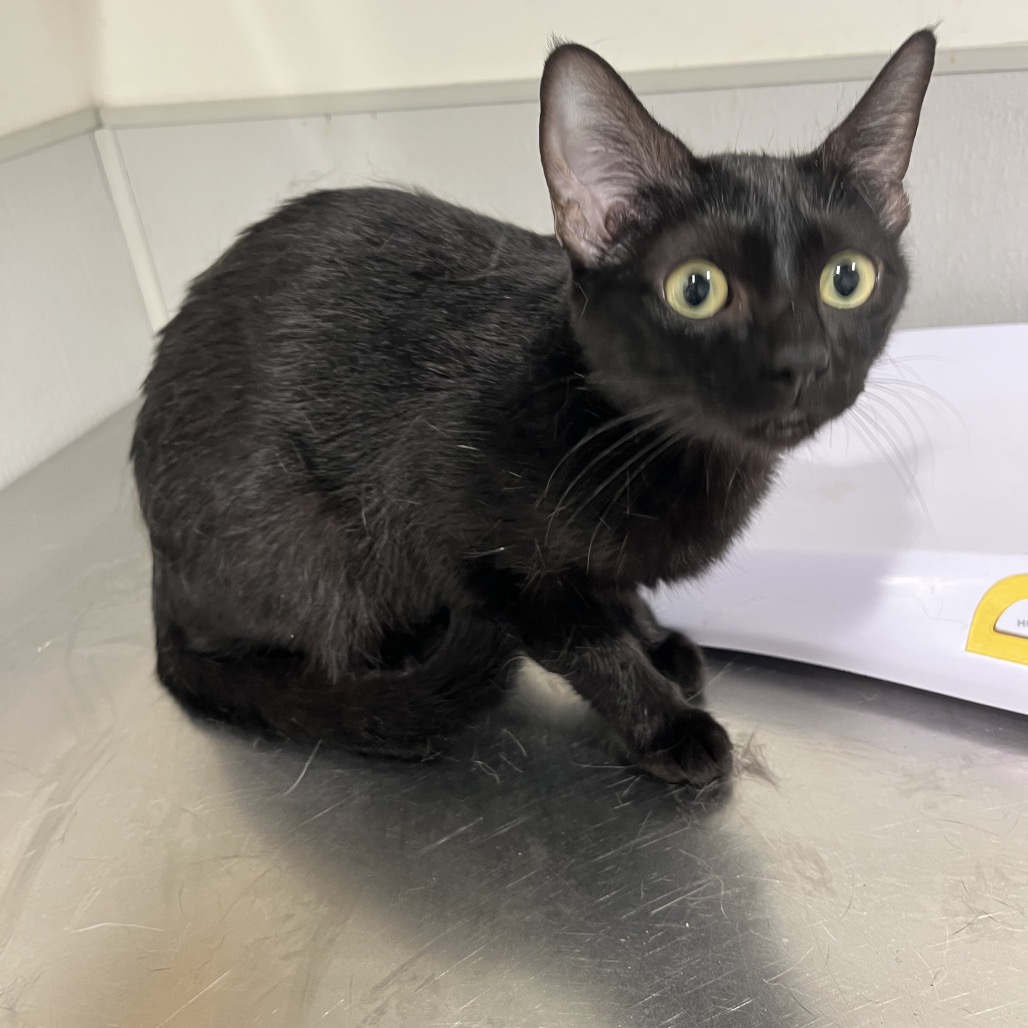 Shelter Stray Female Cat last seen , 3607 N Armenia Ave, Tampa, FL 33607, USA