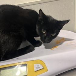 Shelter Stray Male Cat last seen , 3607 N Armenia Ave, Tampa, FL 33607, USA